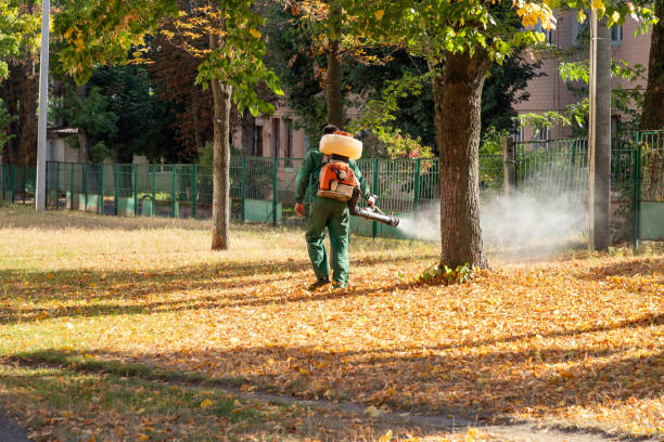 Best Wasp Removal Services  in Lolo, MT
