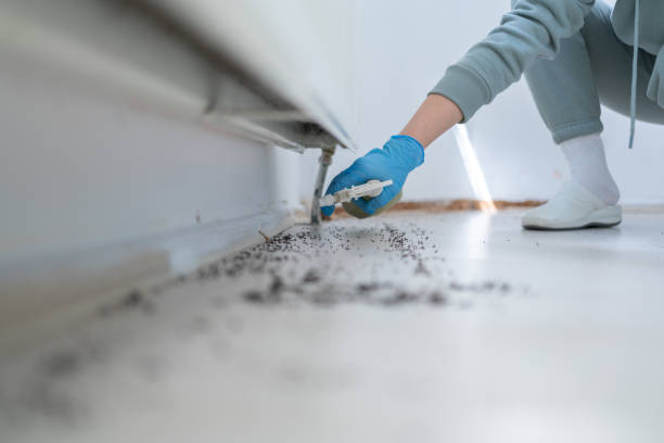 Best Emergency Pest Control  in Lolo, MT